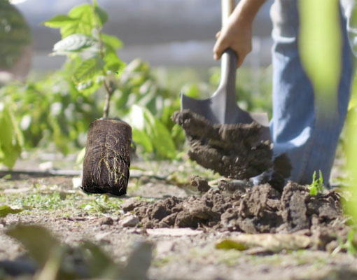 Mudas Ellepot prontas para transplante